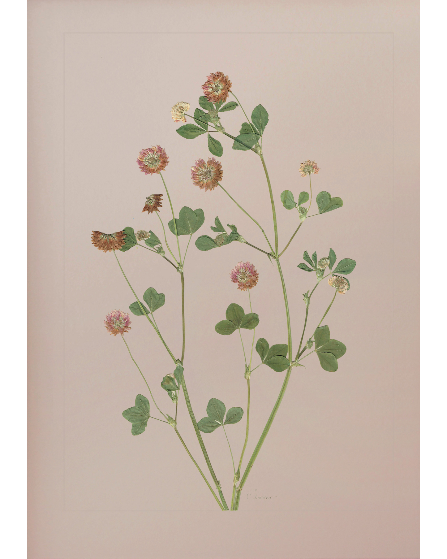 Clover