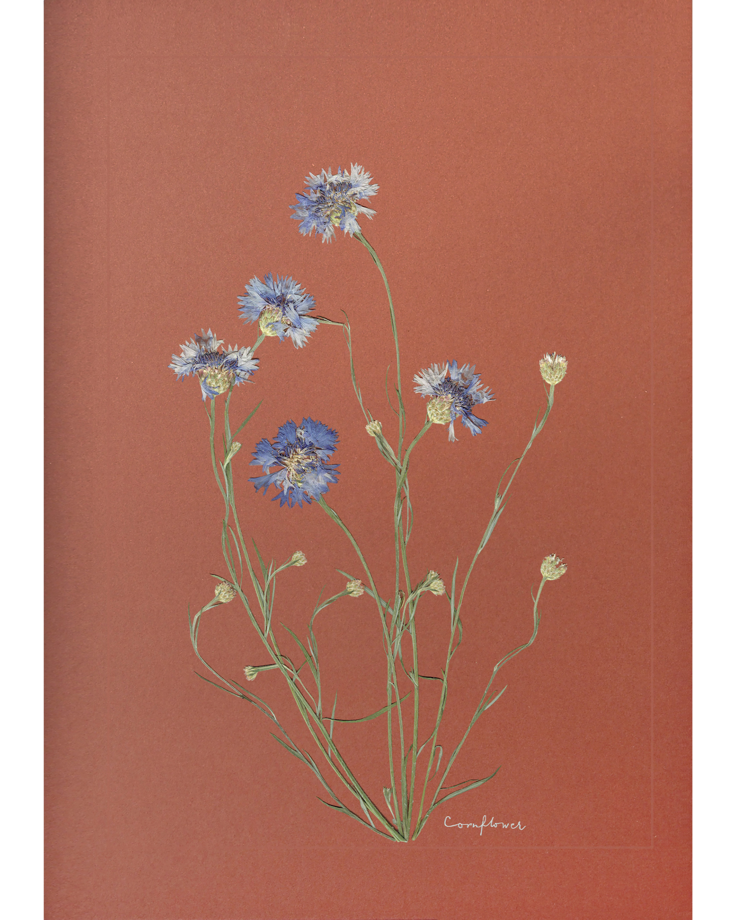 Cornflower