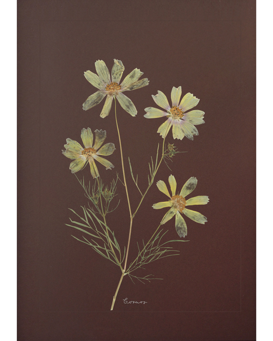 Cosmos