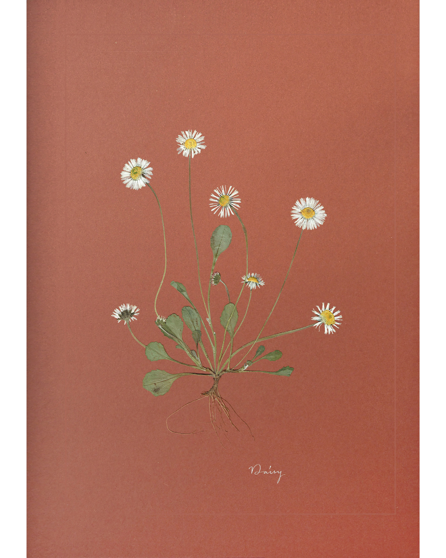 Daisy