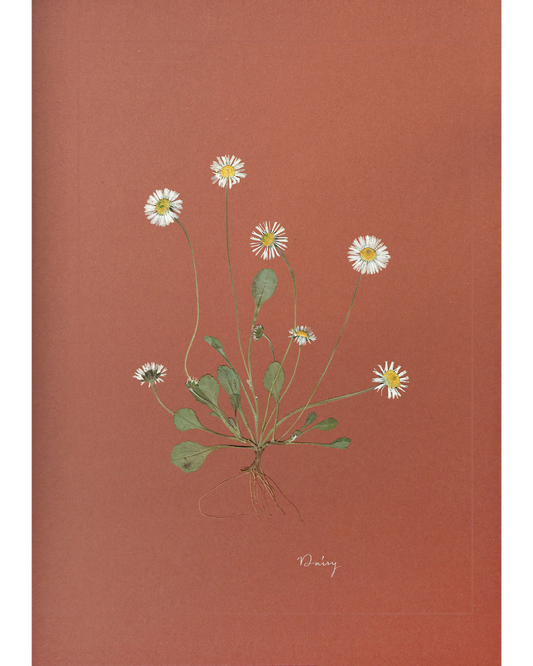 Daisy