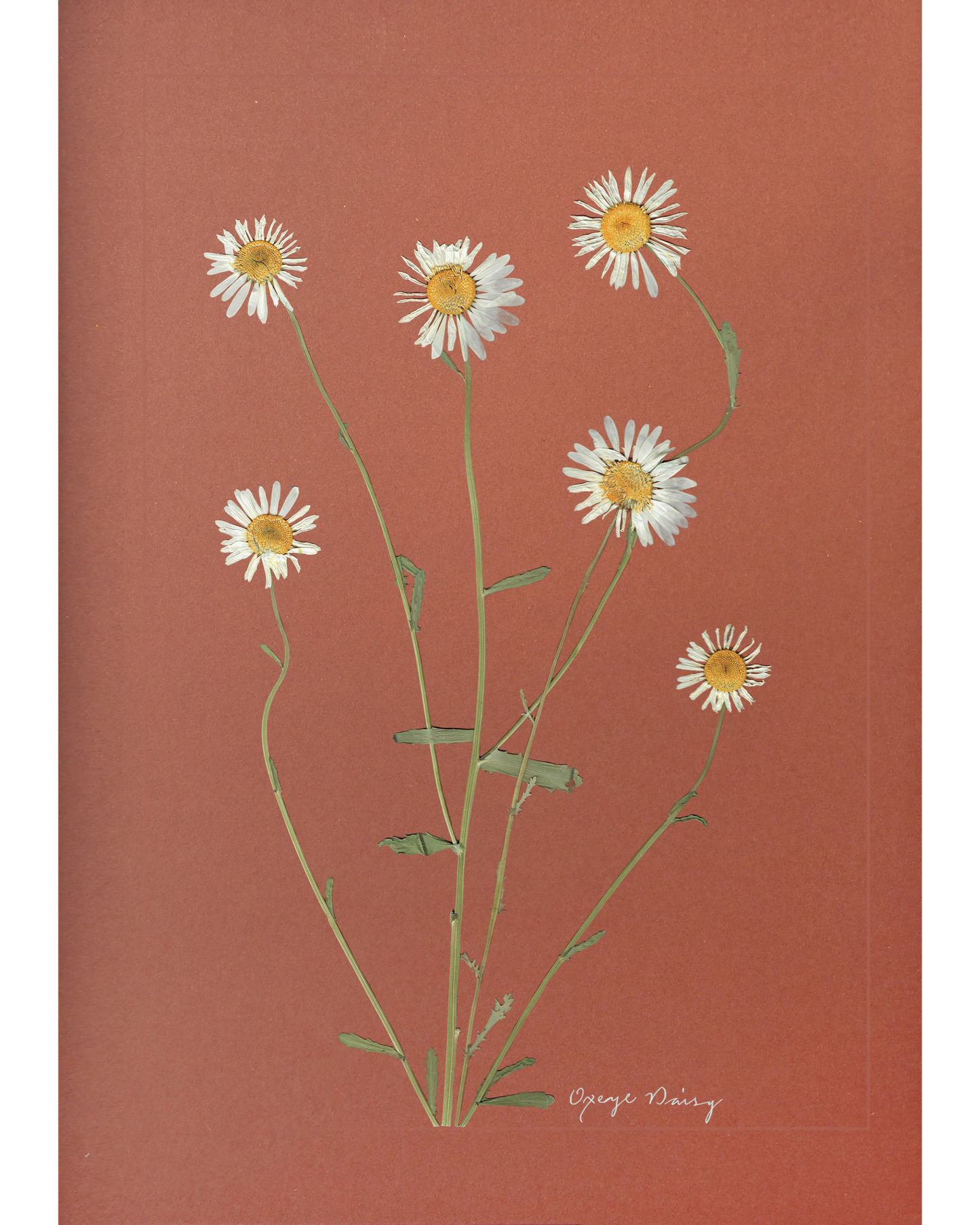 Oxeye Daisy