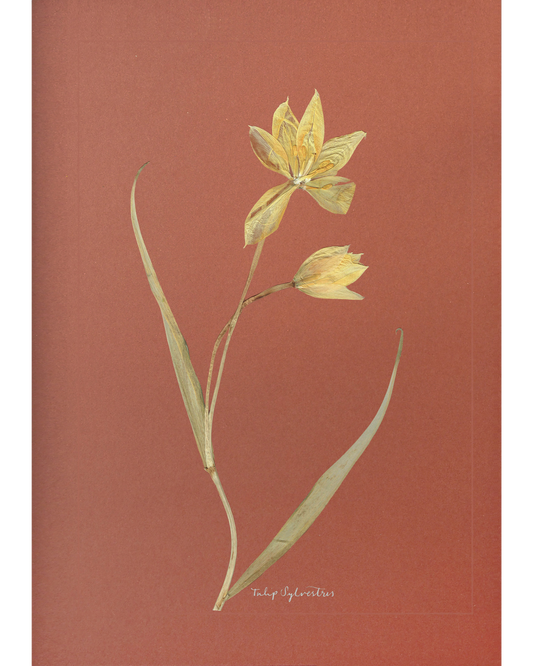 Tulip Sylvestris