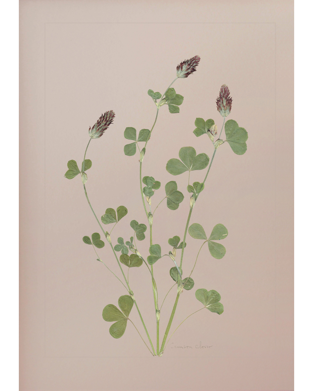 Crimson Clover