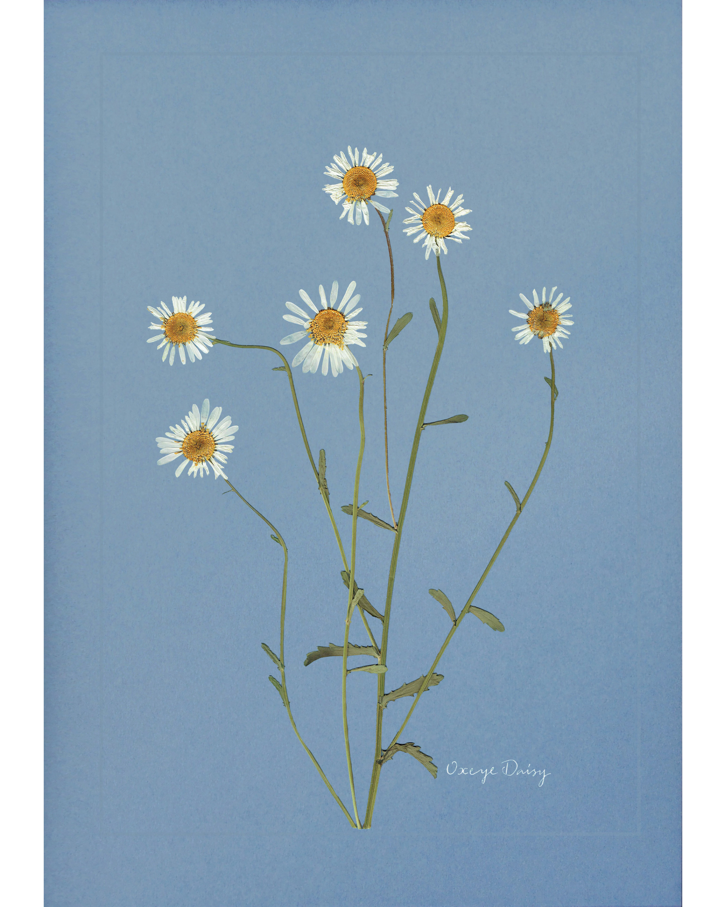 Oxeye Daisy