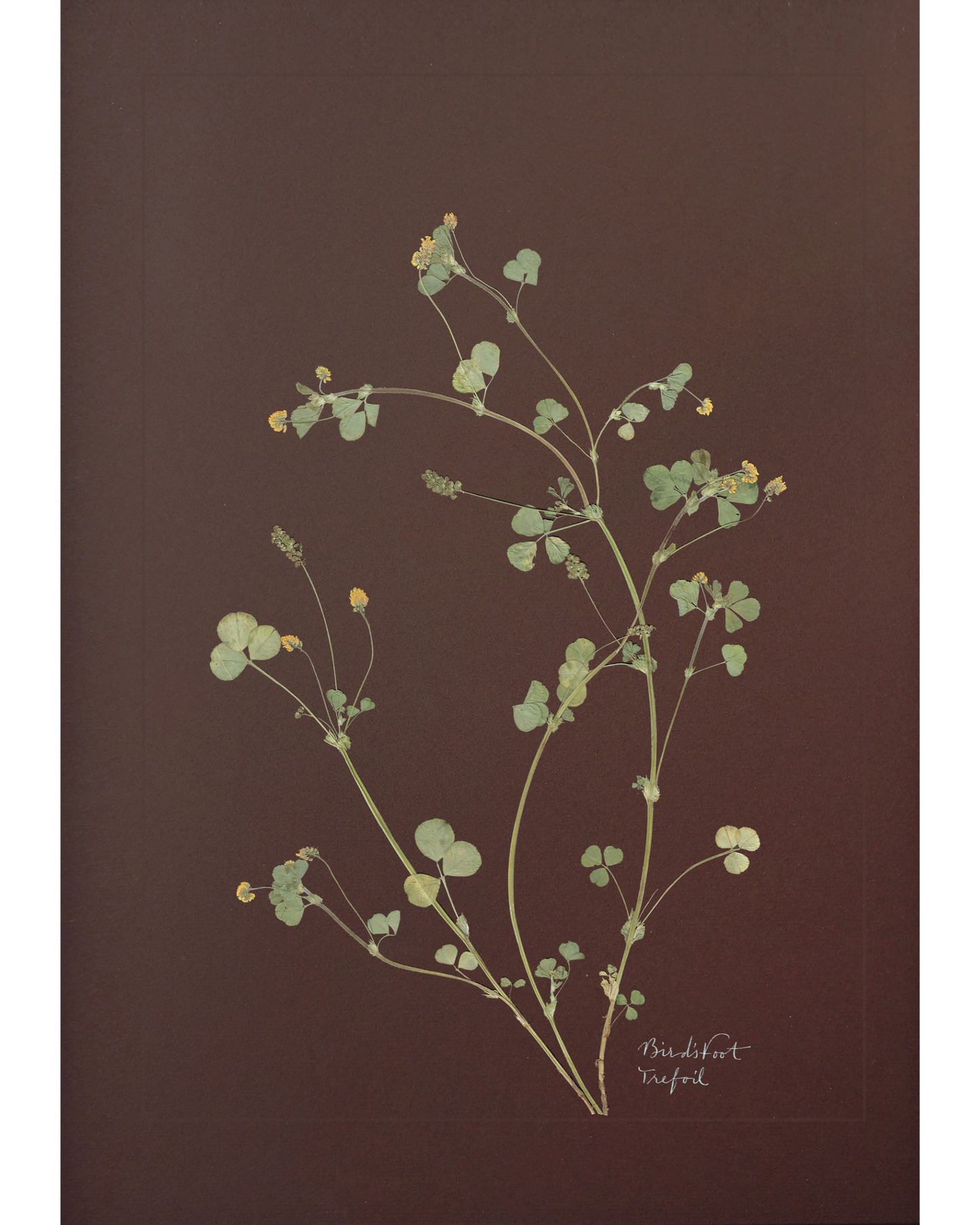 Birdsfoot Trefoil