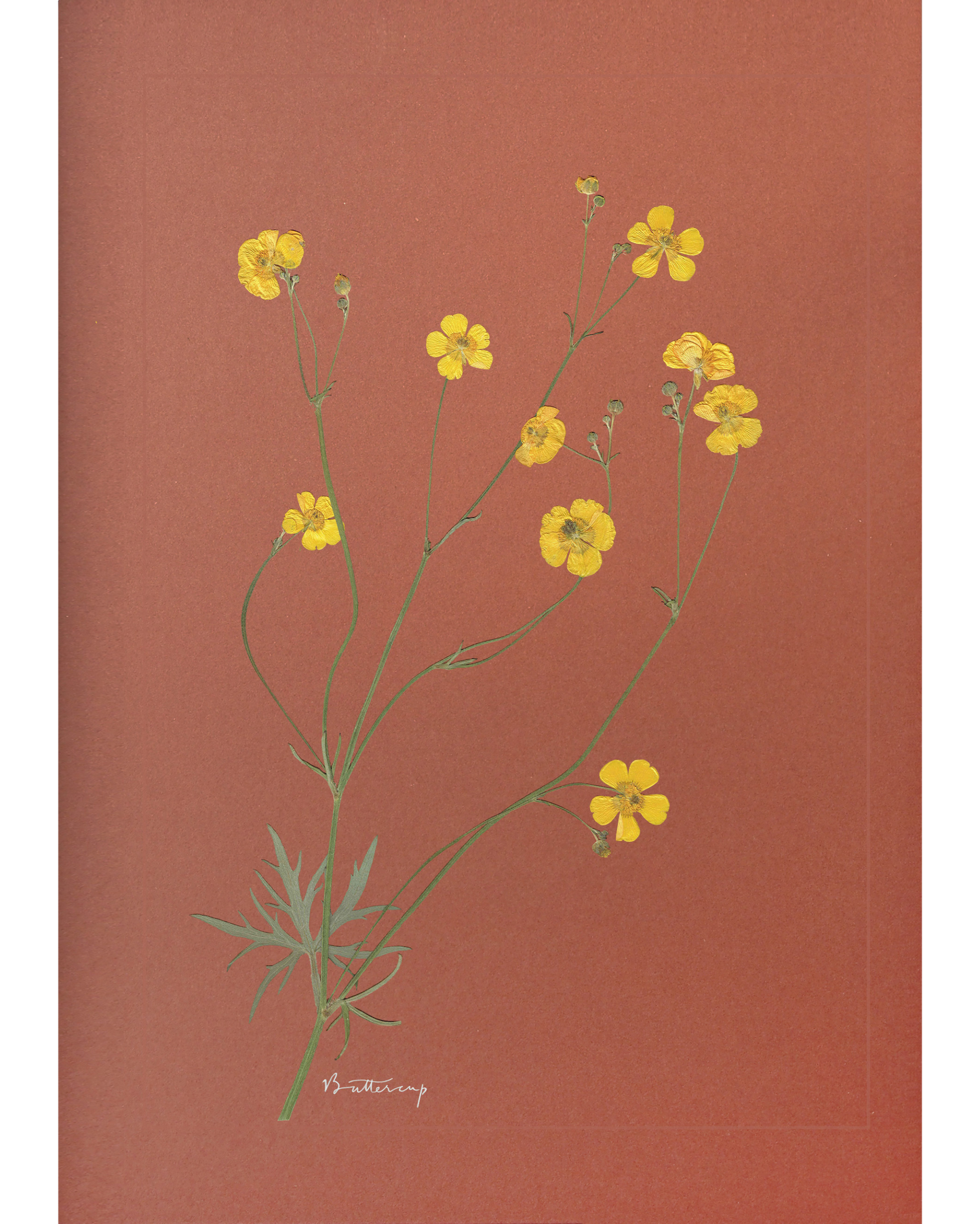 Buttercup