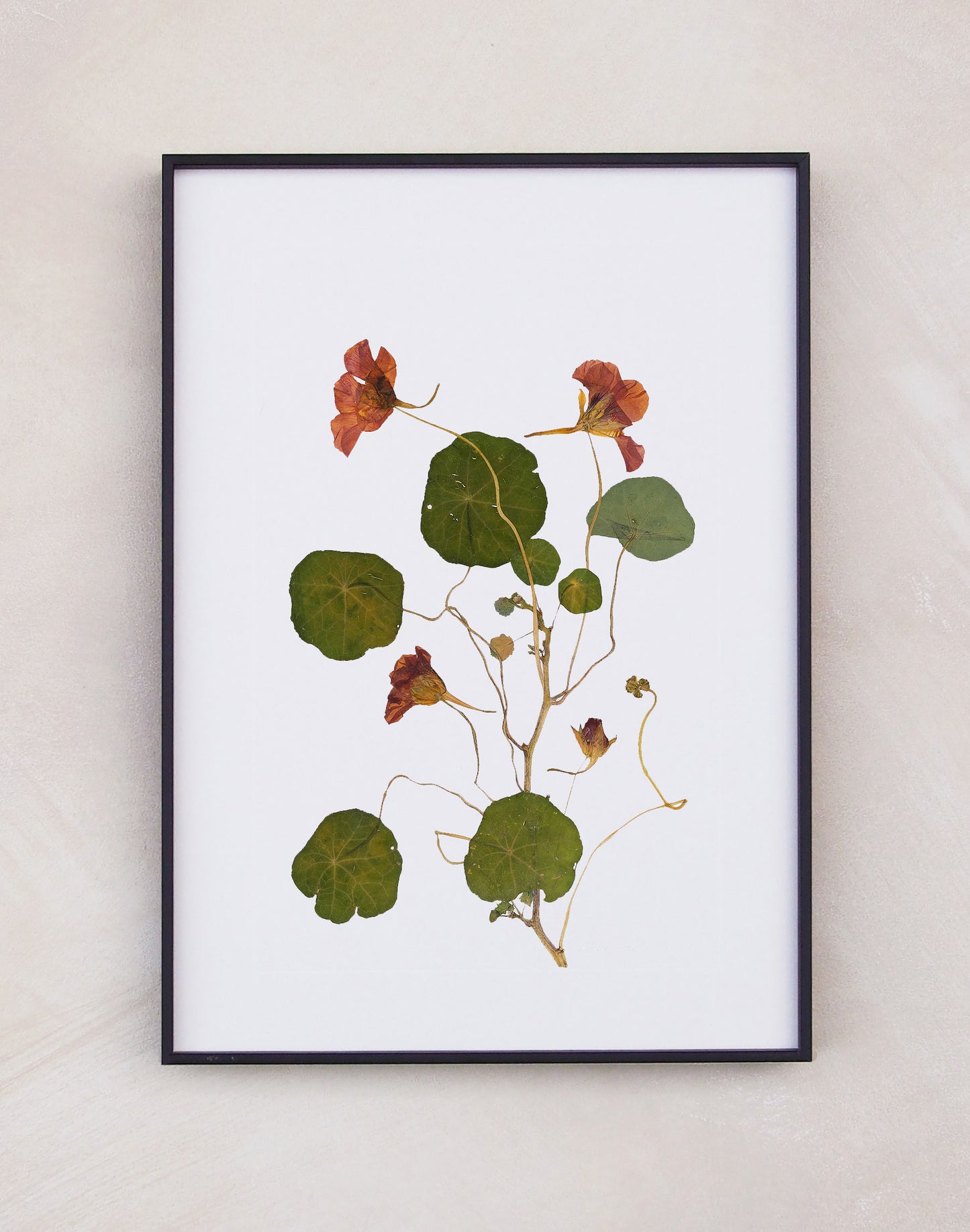 Nasturtium Print