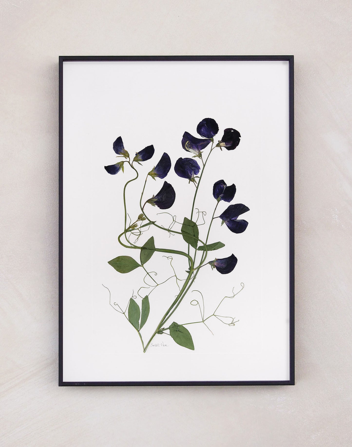 Sweet Pea Print