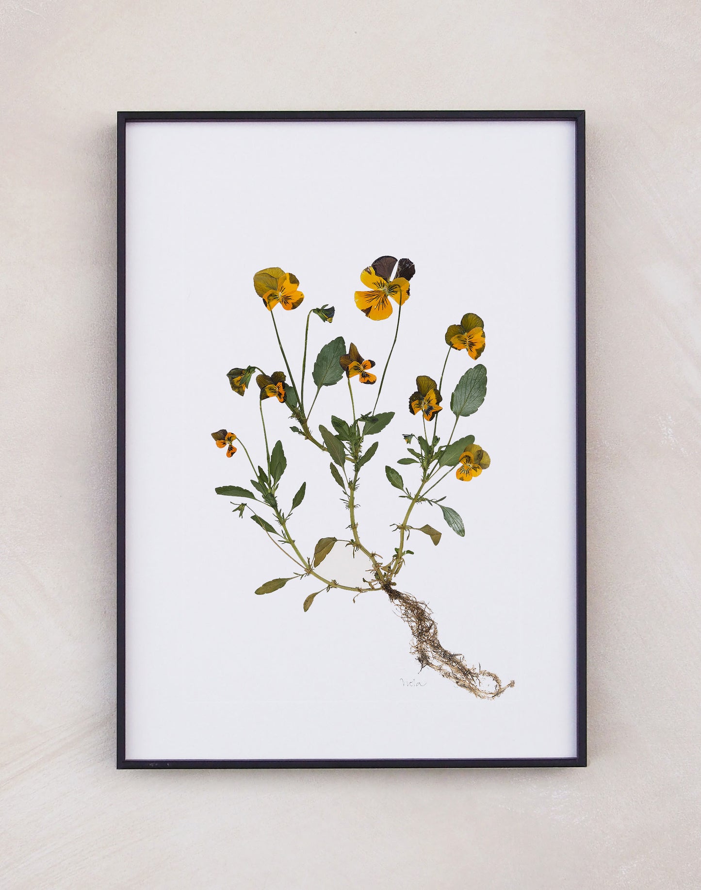 Viola Print