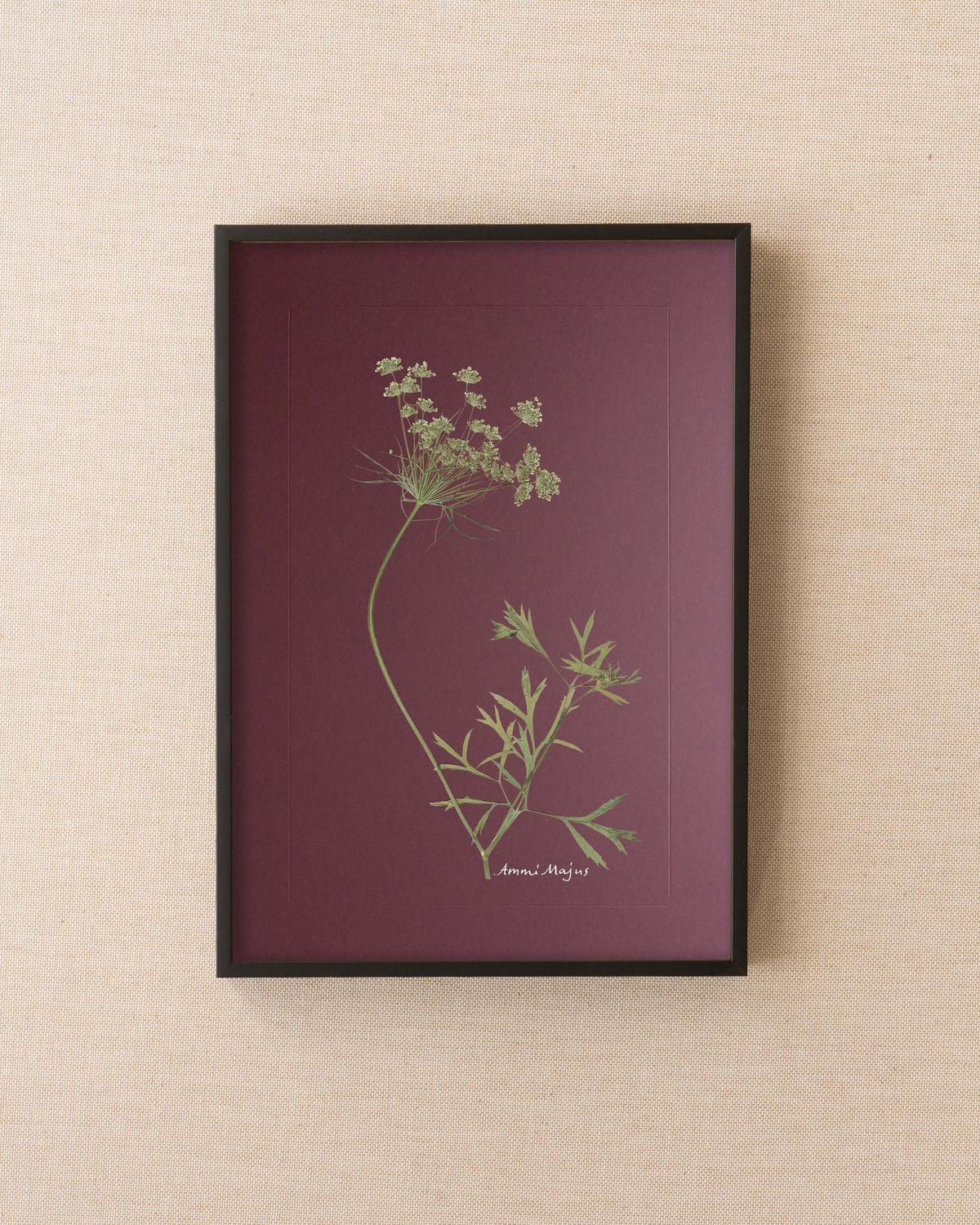 Ammi Majus
