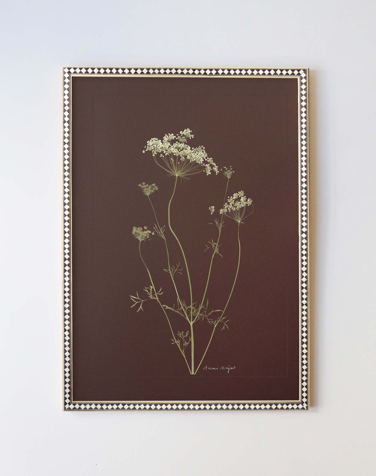 Ammi Majus