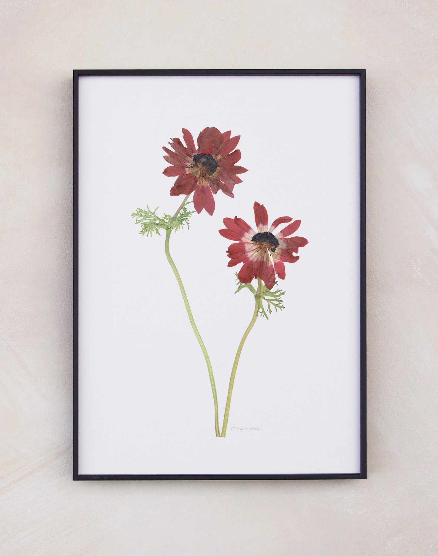 Anemone