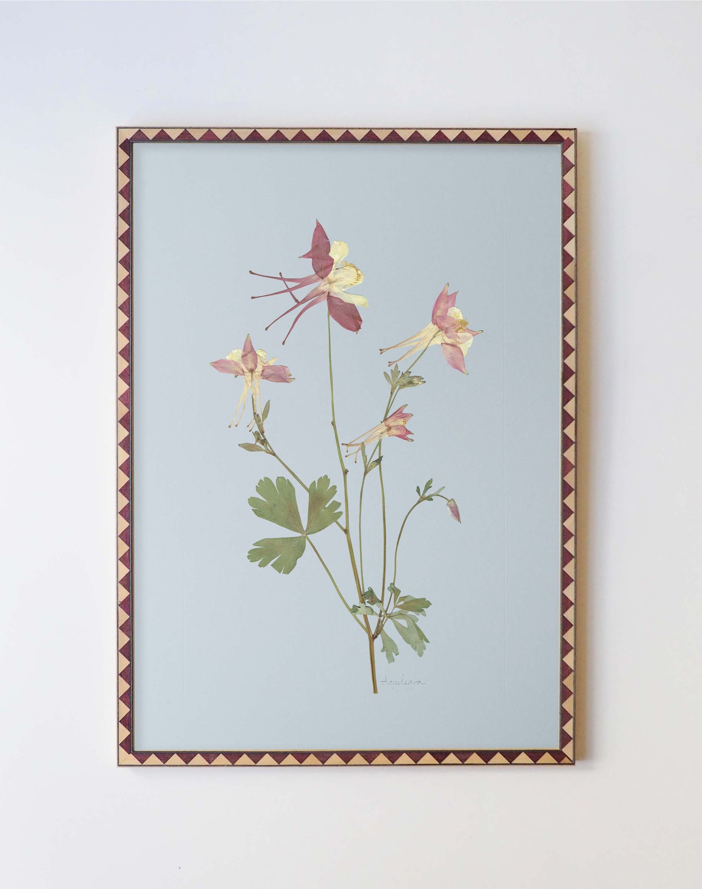 Aquilegia
