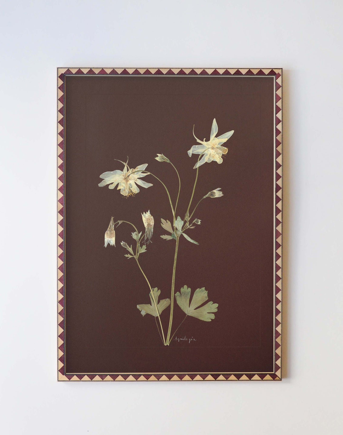 Aquilegia