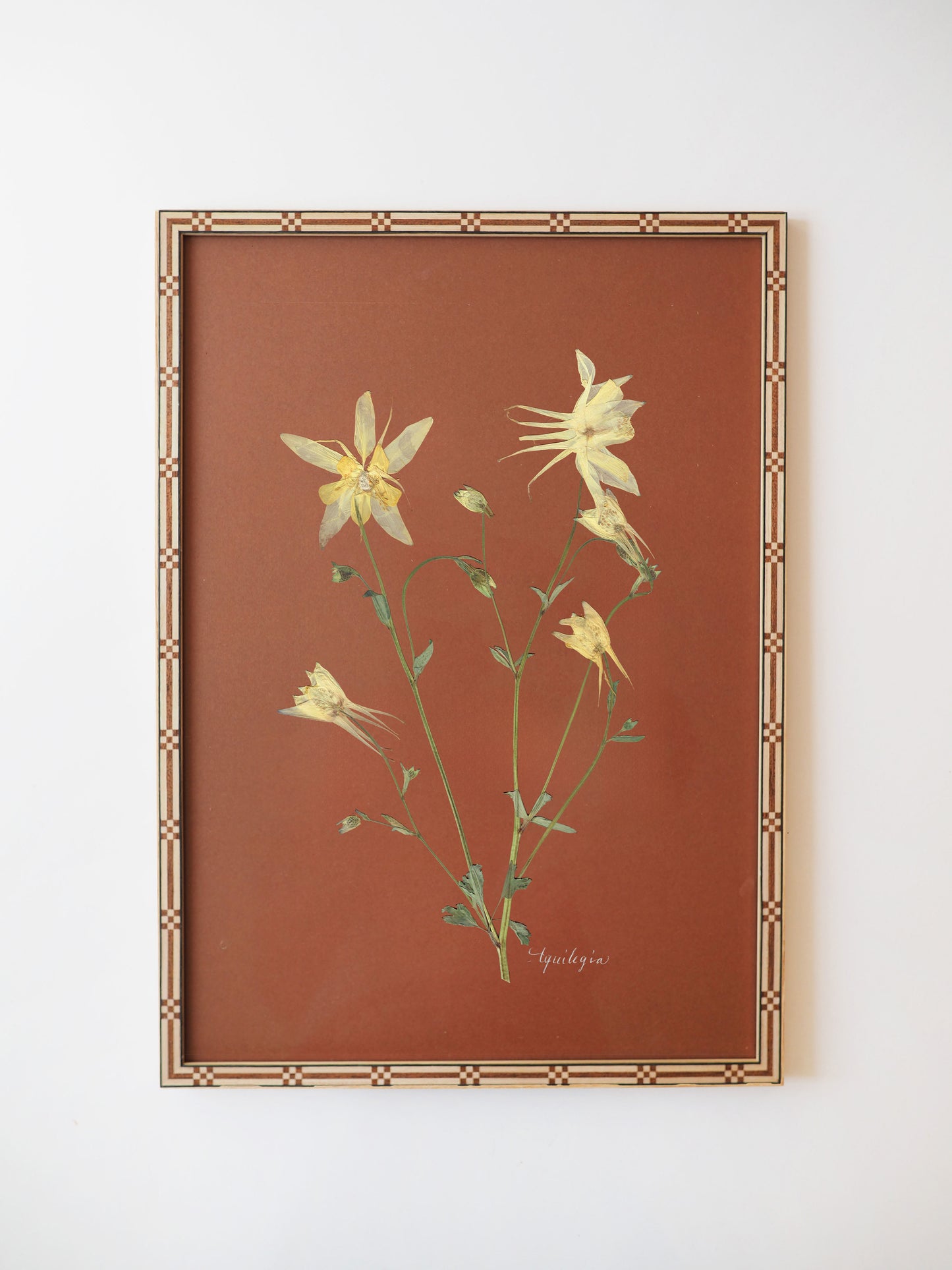 Aquilegia