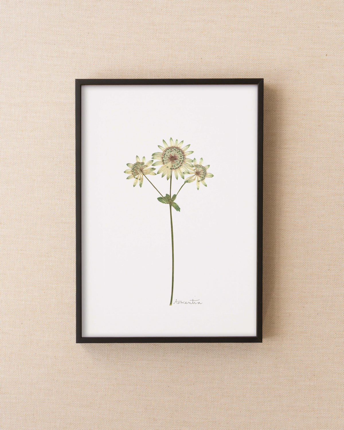 Astrantia