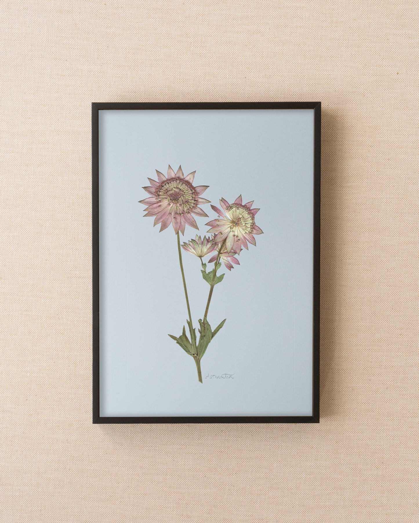 Astrantia