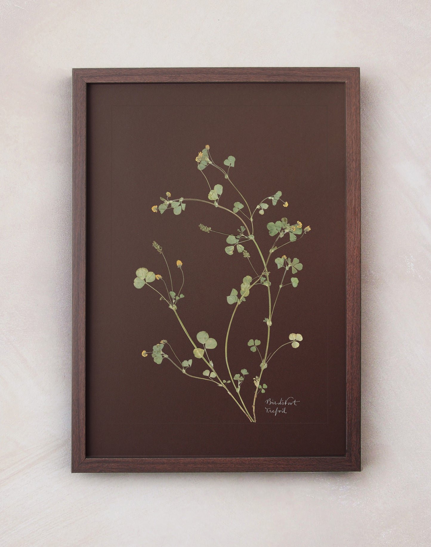 Birdsfoot Trefoil