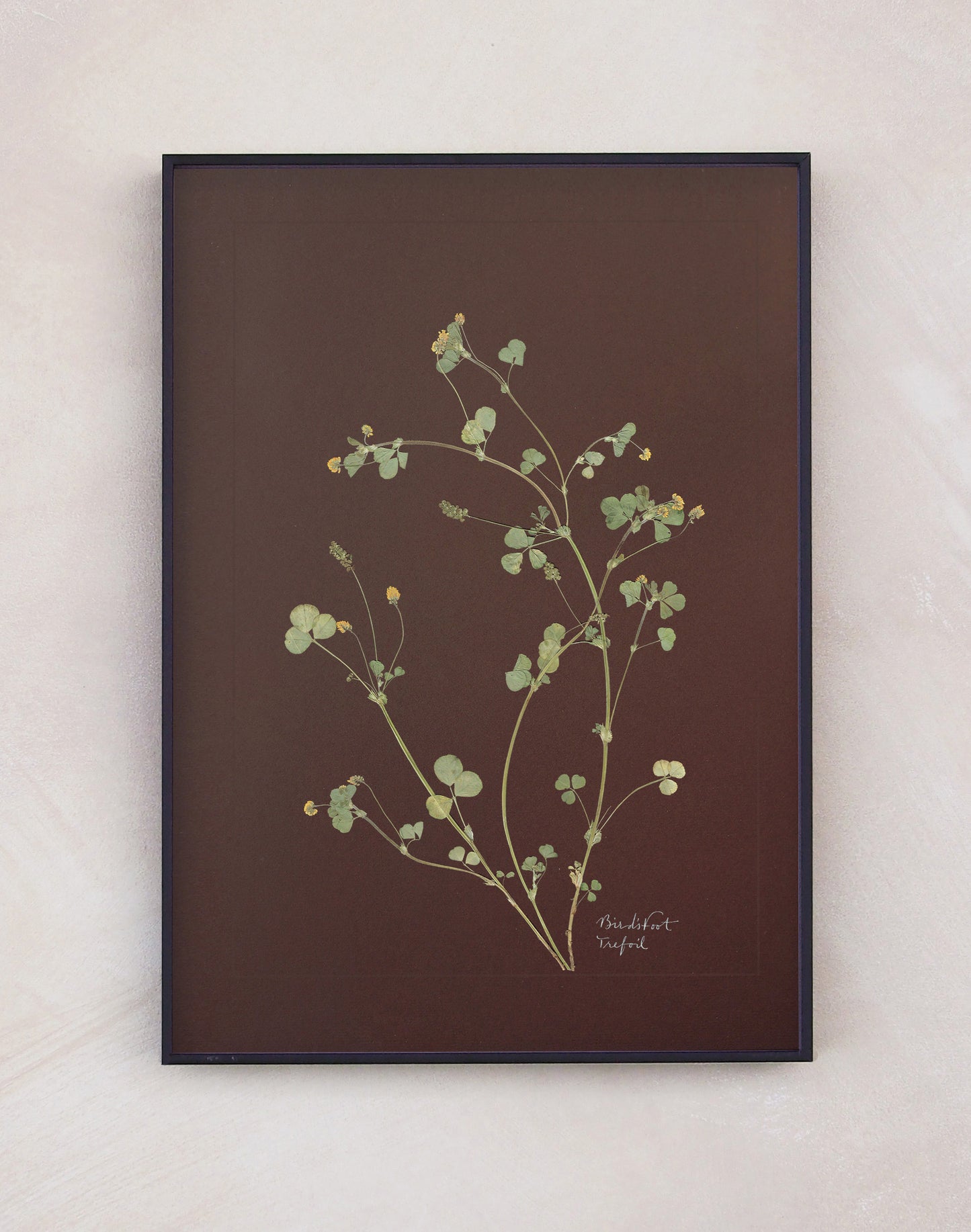 Birdsfoot Trefoil