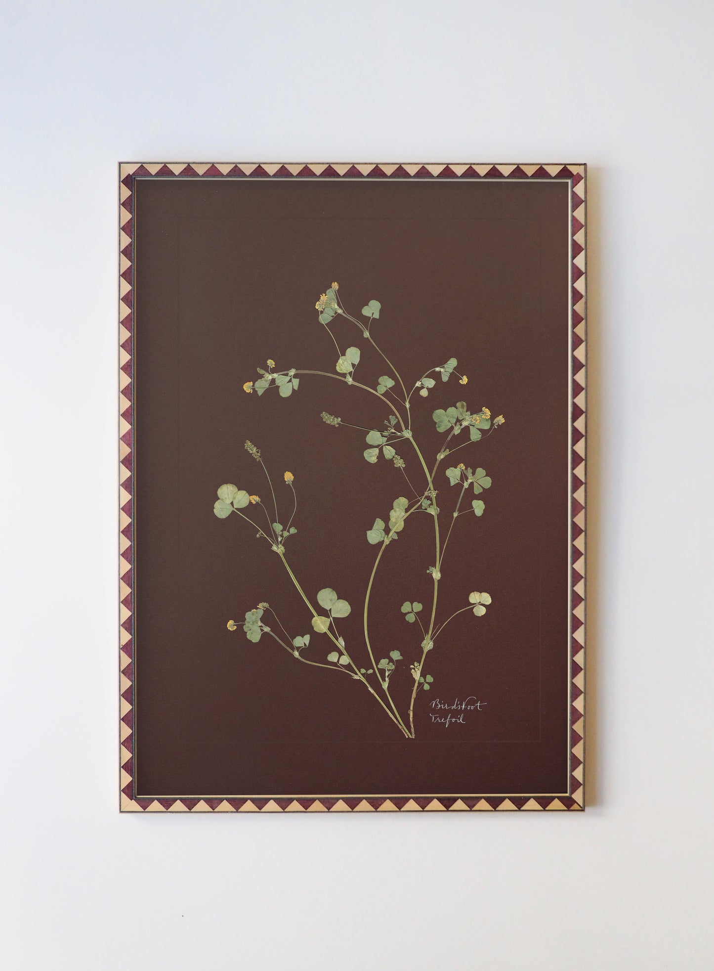 Birdsfoot Trefoil