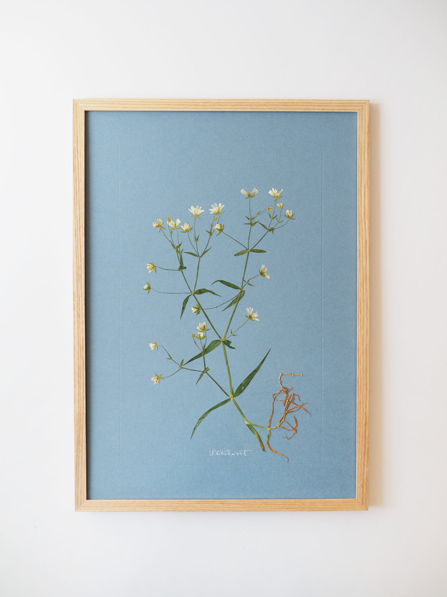 Stitchwort
