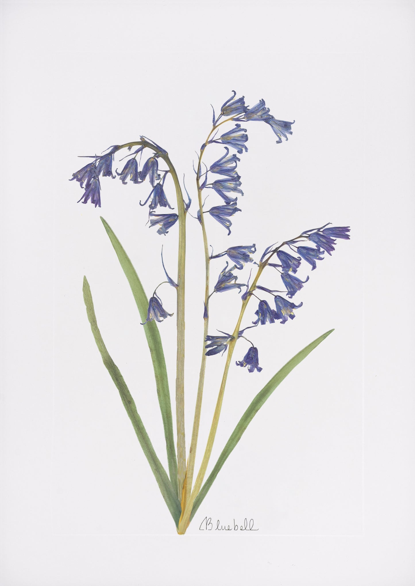 Bluebell Print
