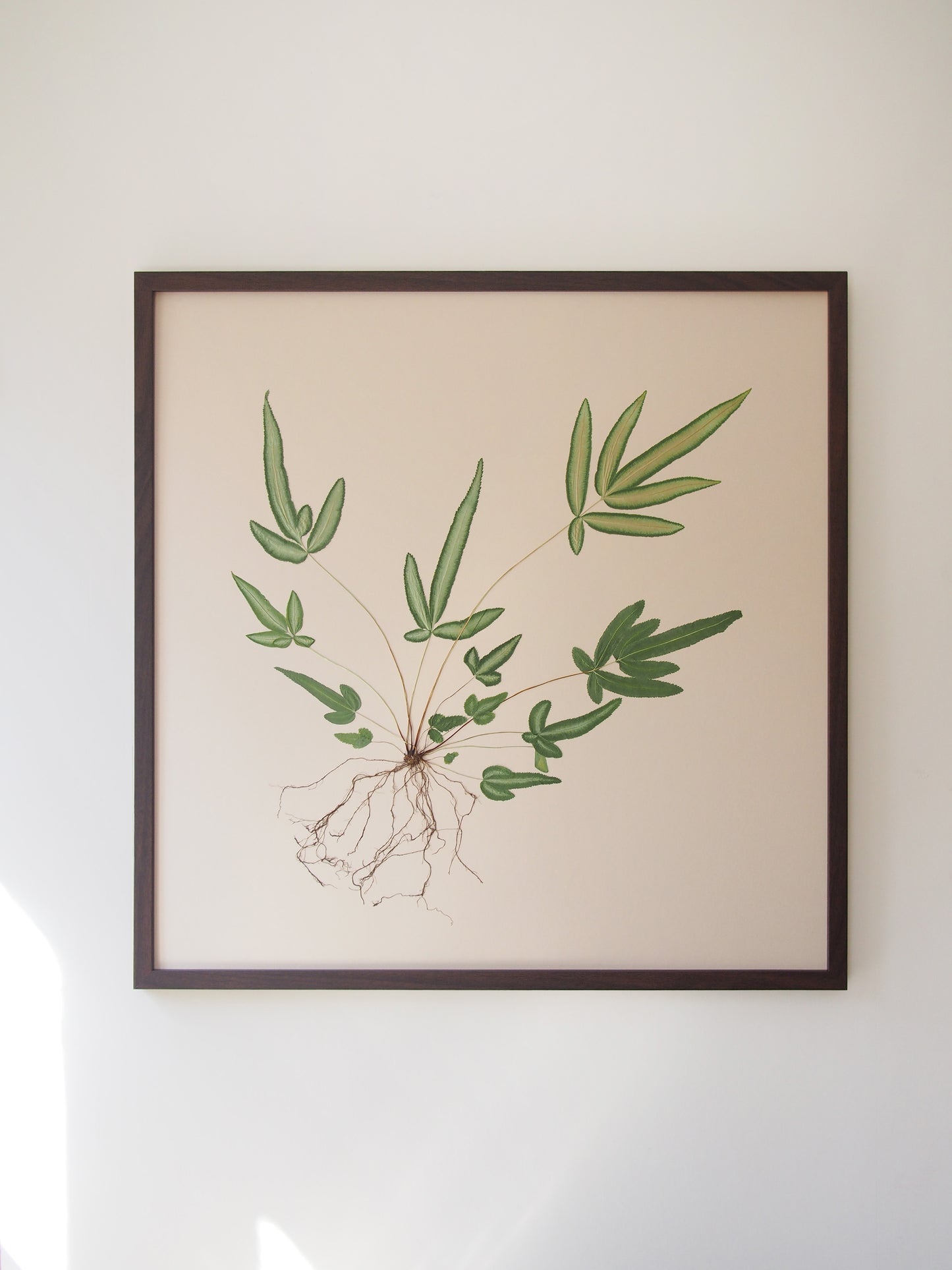 Brake Fern