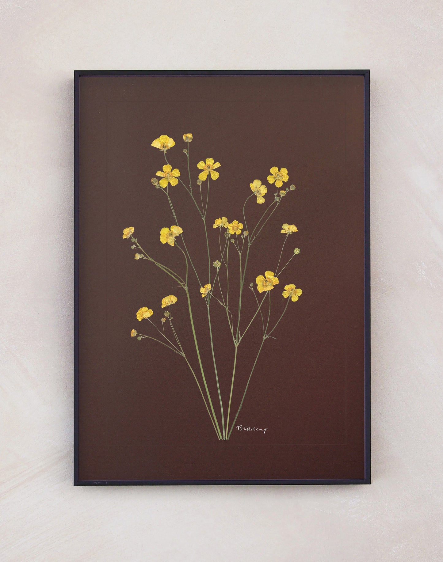 Buttercup