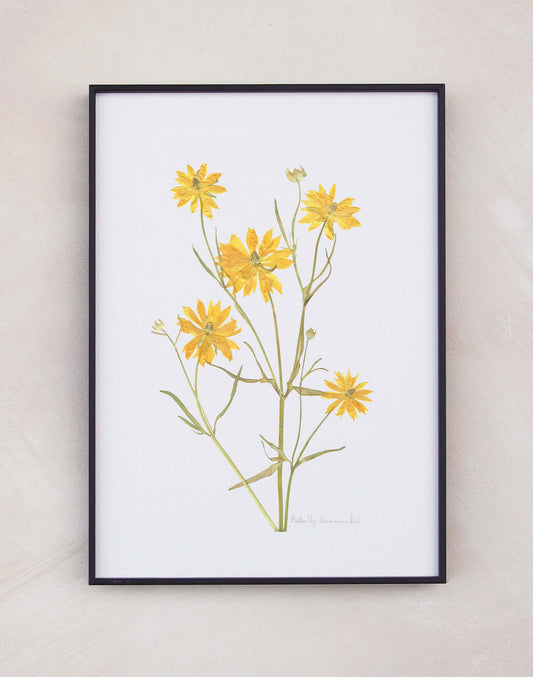 Butterfly Ranunculus