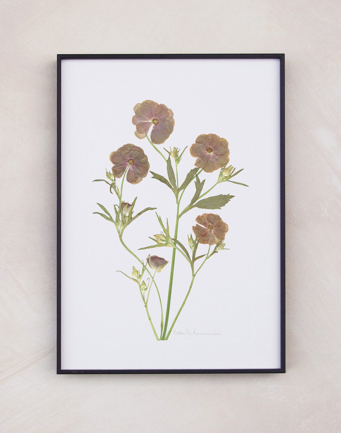 Butterfly Ranunculus