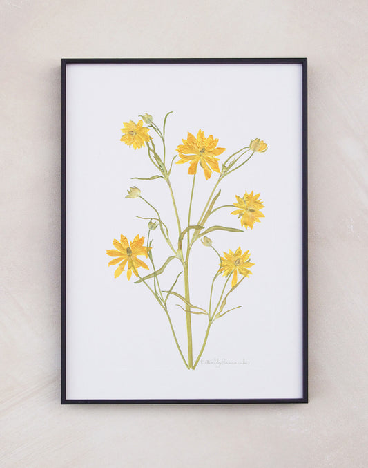 Butterfly Ranunculus