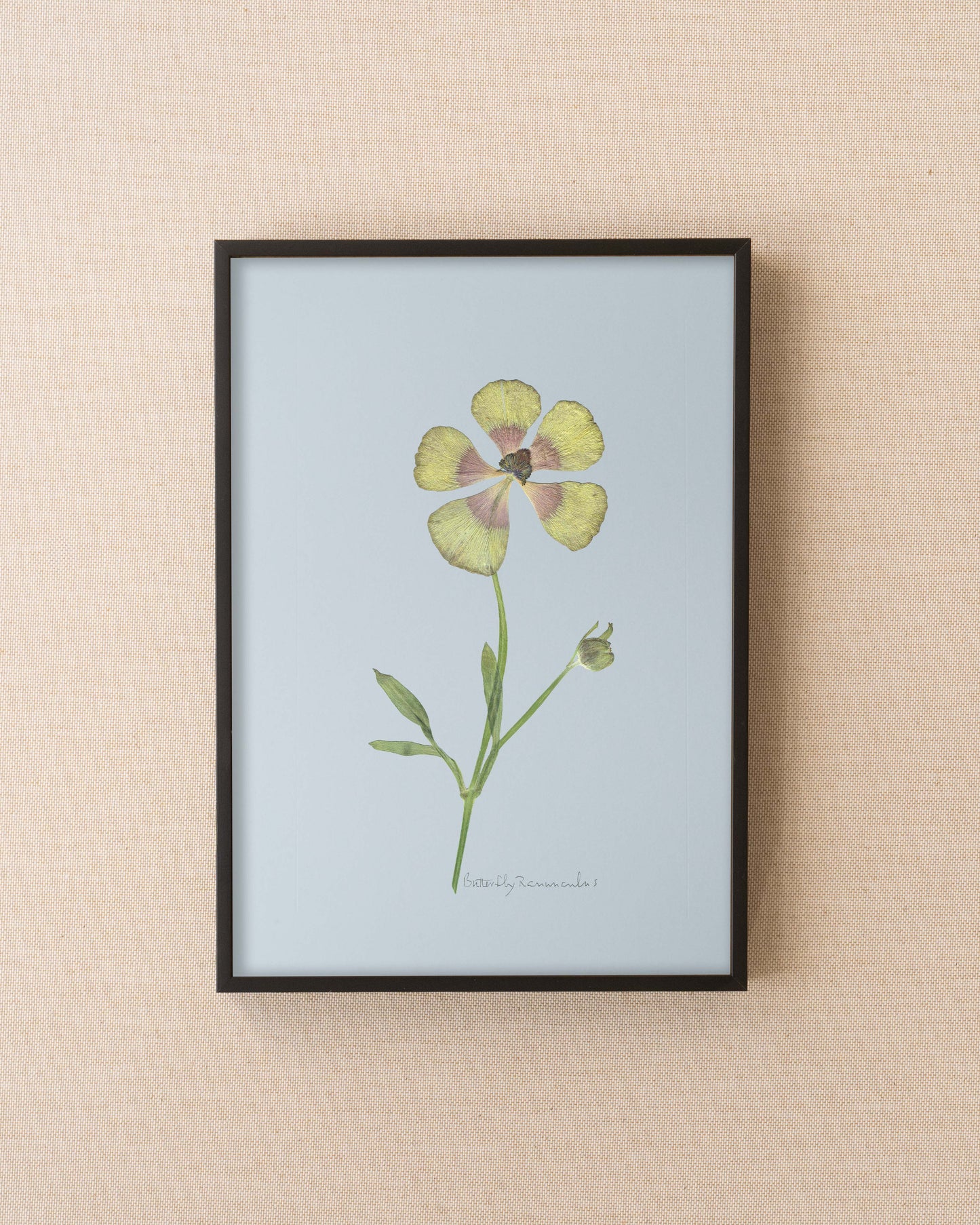 Butterfly Ranunculus