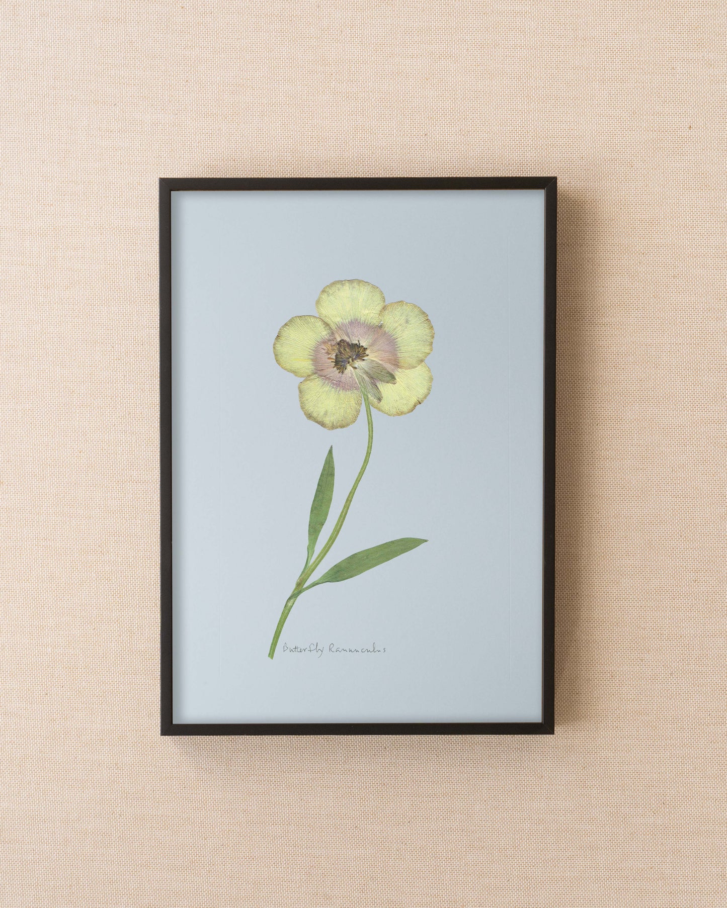 Butterfly Ranunculus