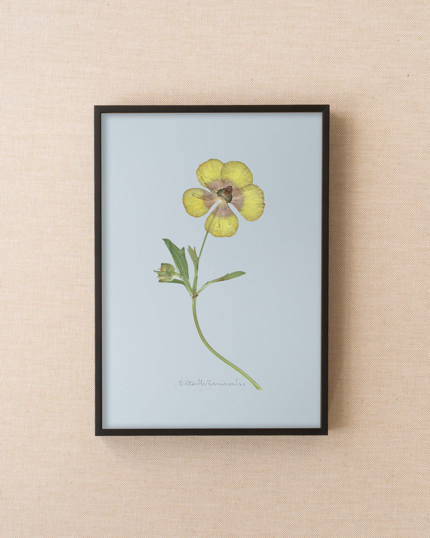 Butterfly Ranunculus