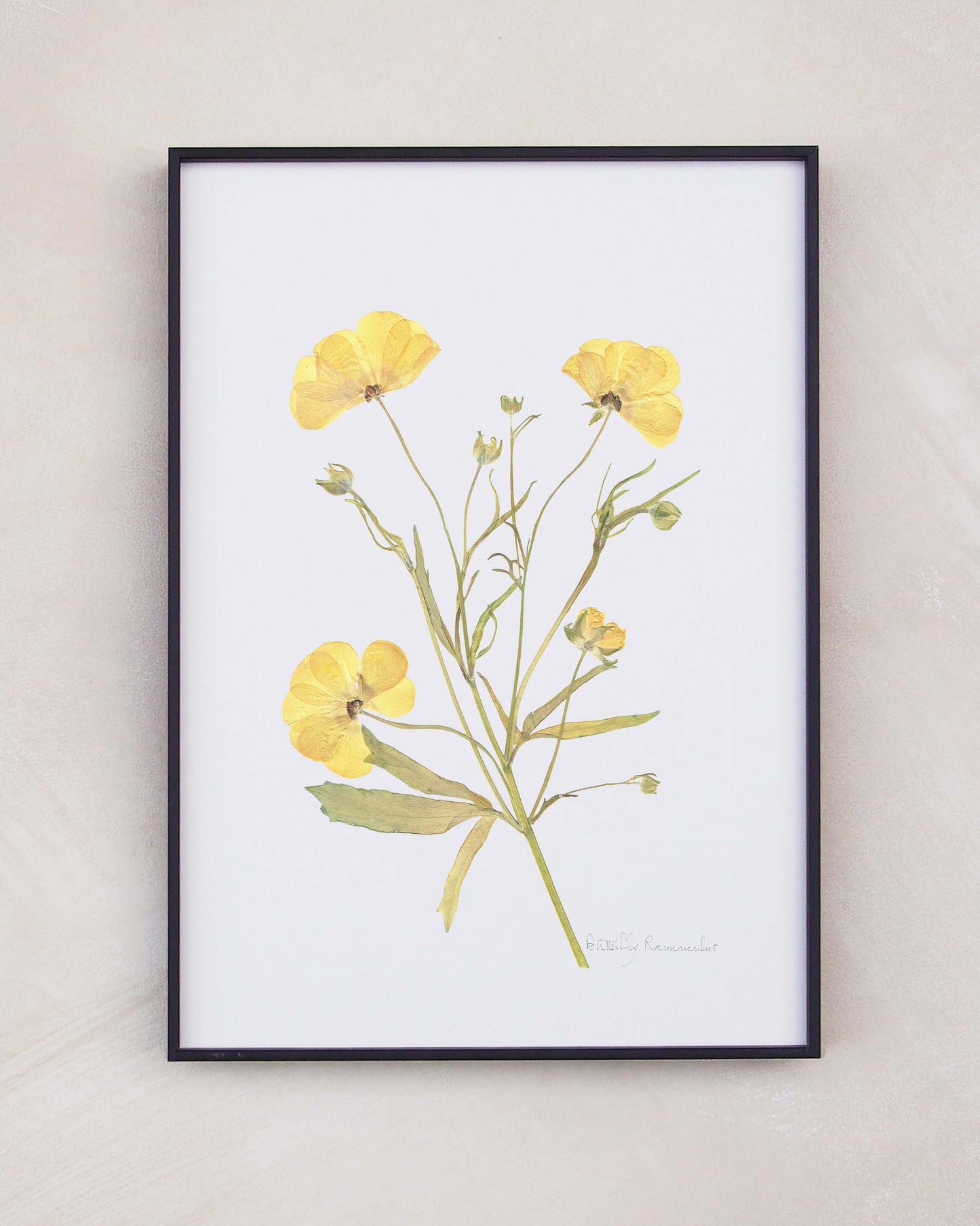 Butterfly Ranunculus