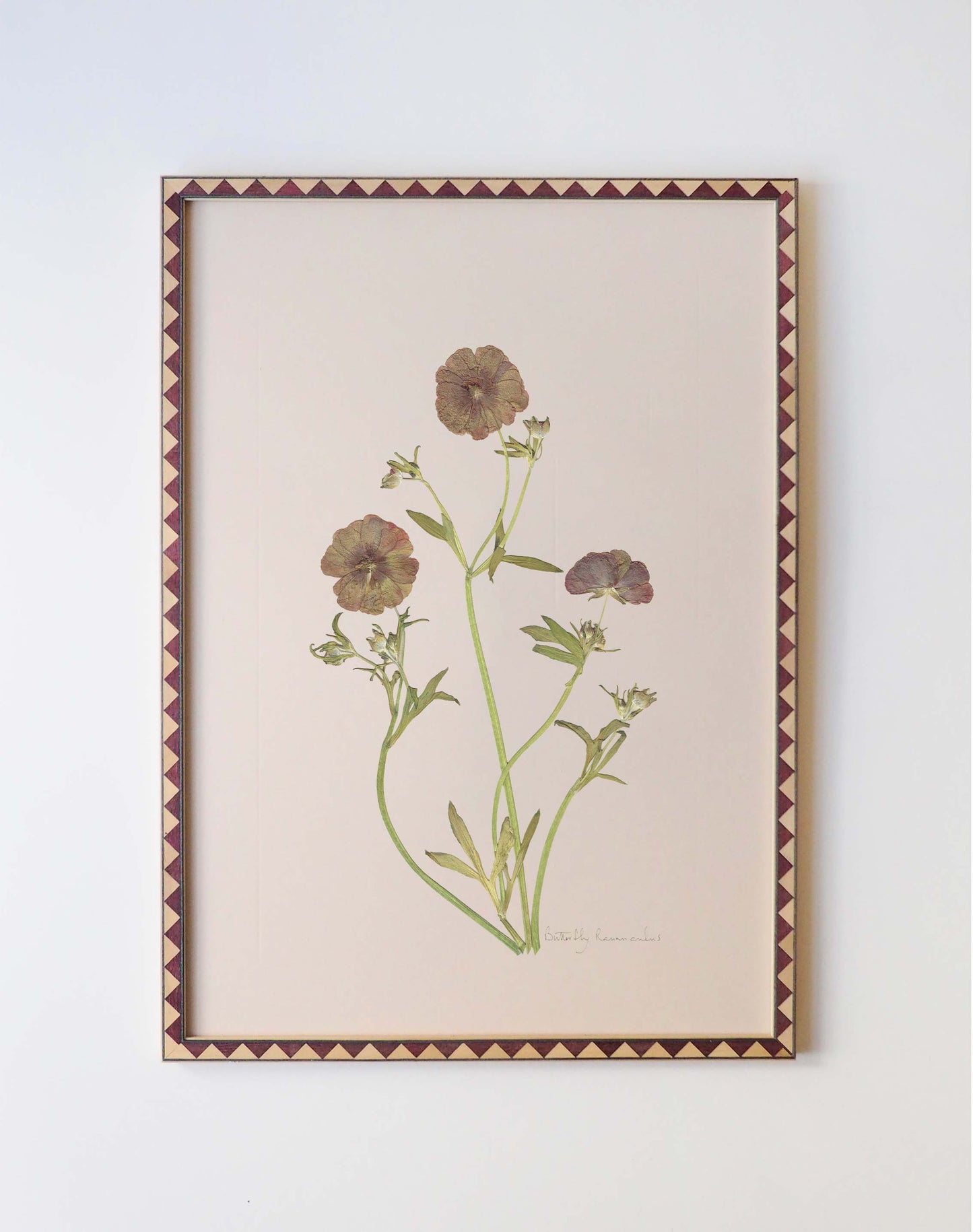 Butterfly Ranunculus