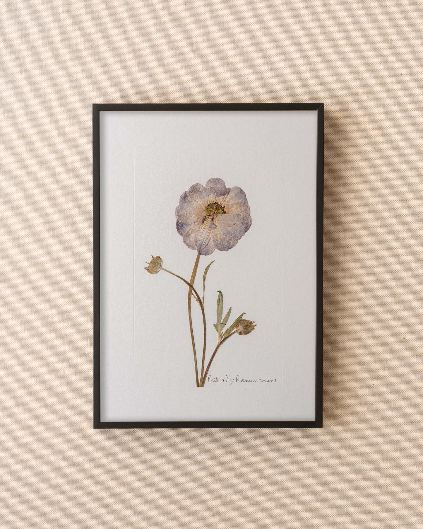 Butterfly Ranunculus