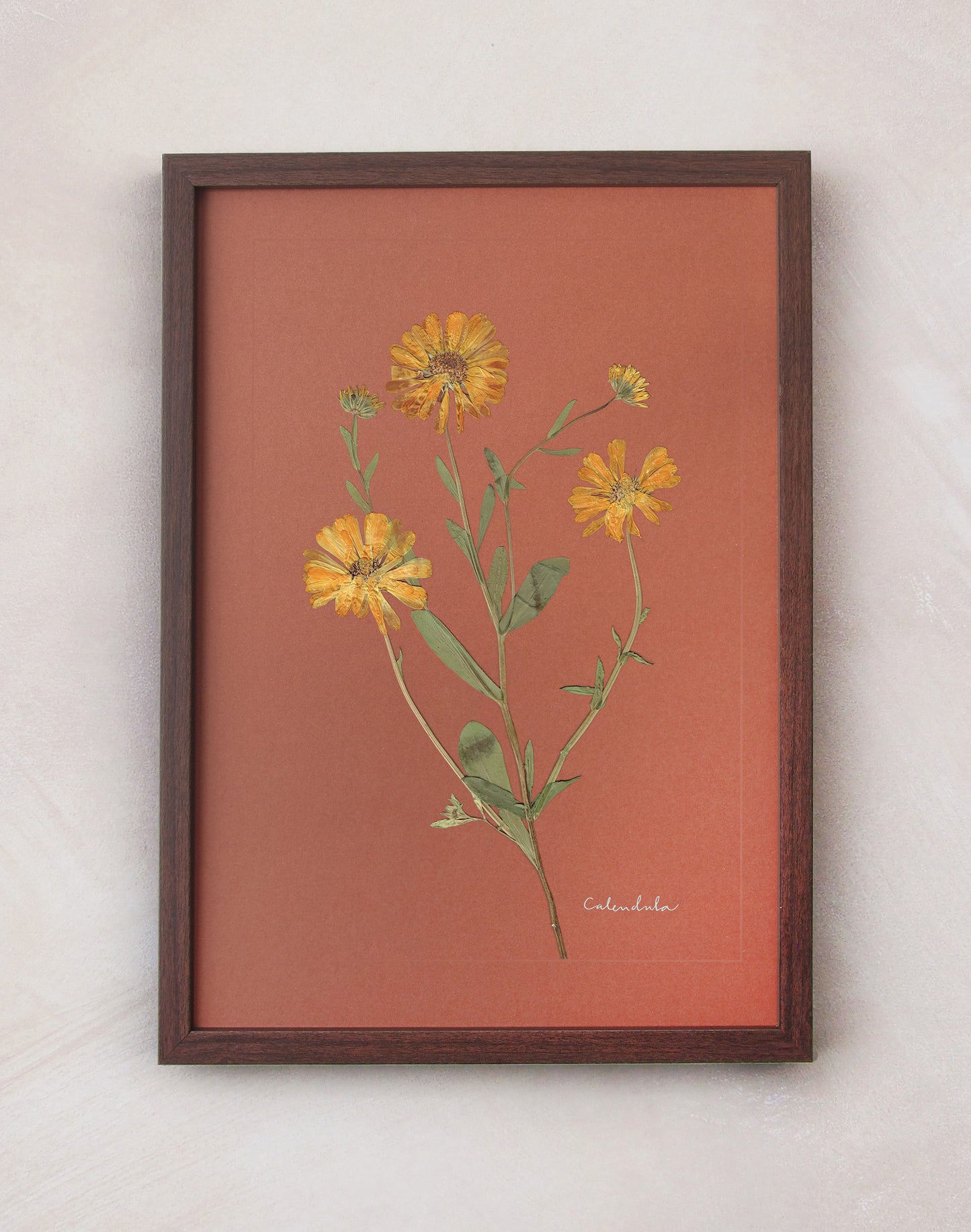 Calendula