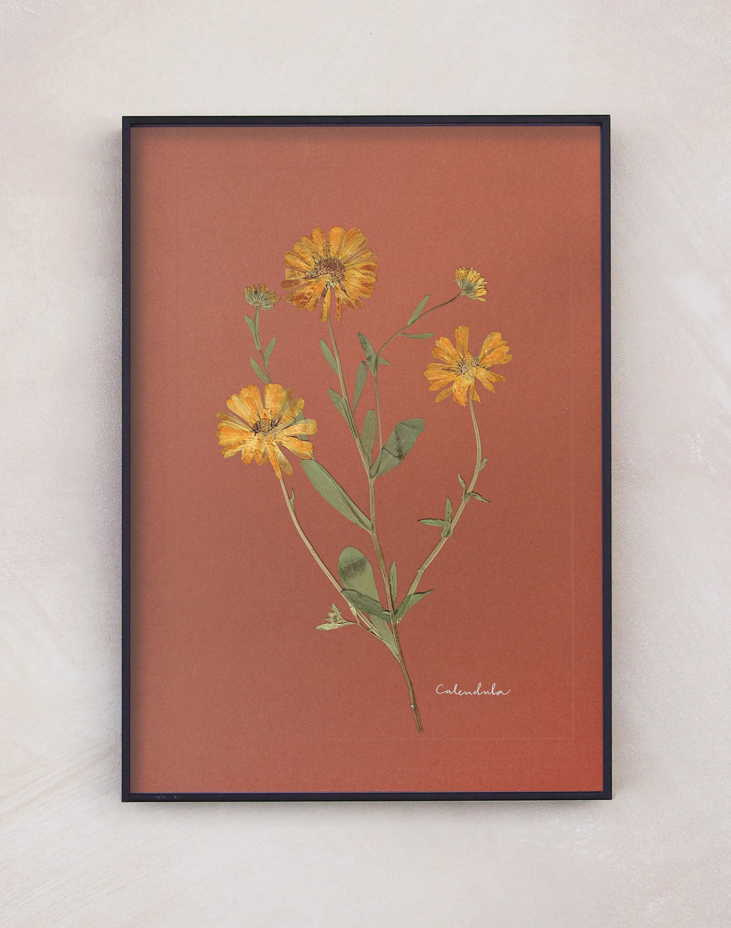 Calendula