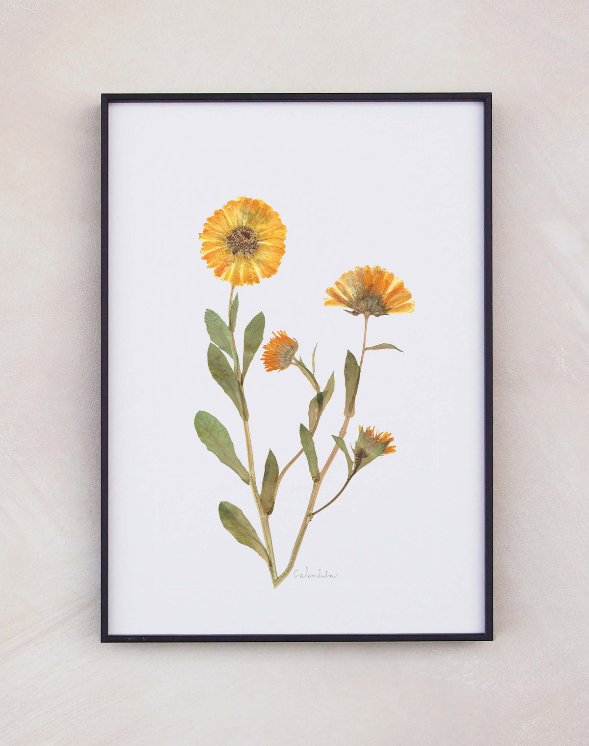 Calendula