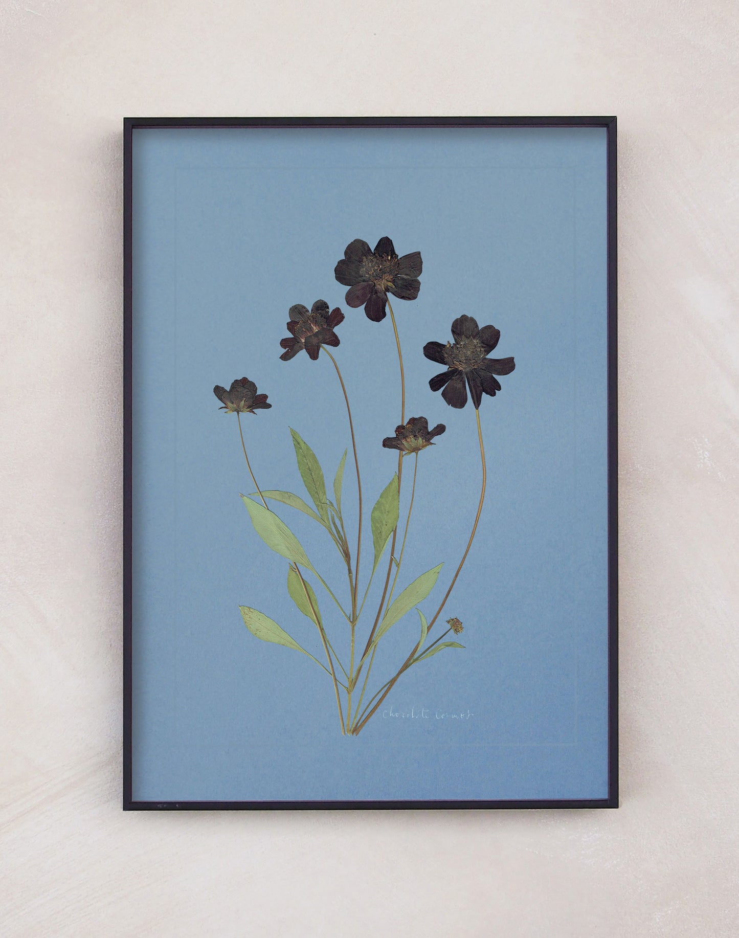 Chocolate Cosmos