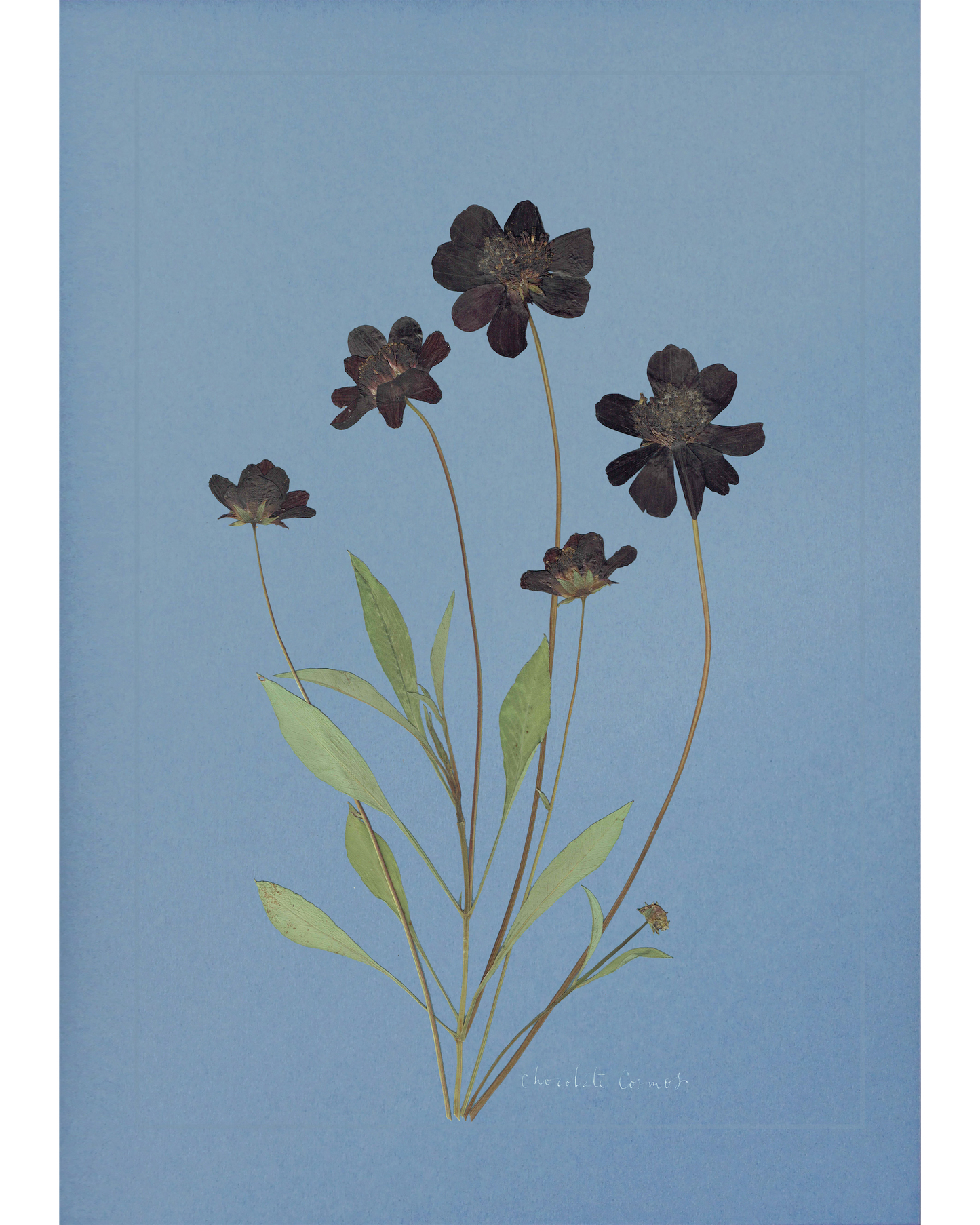 Chocolate Cosmos