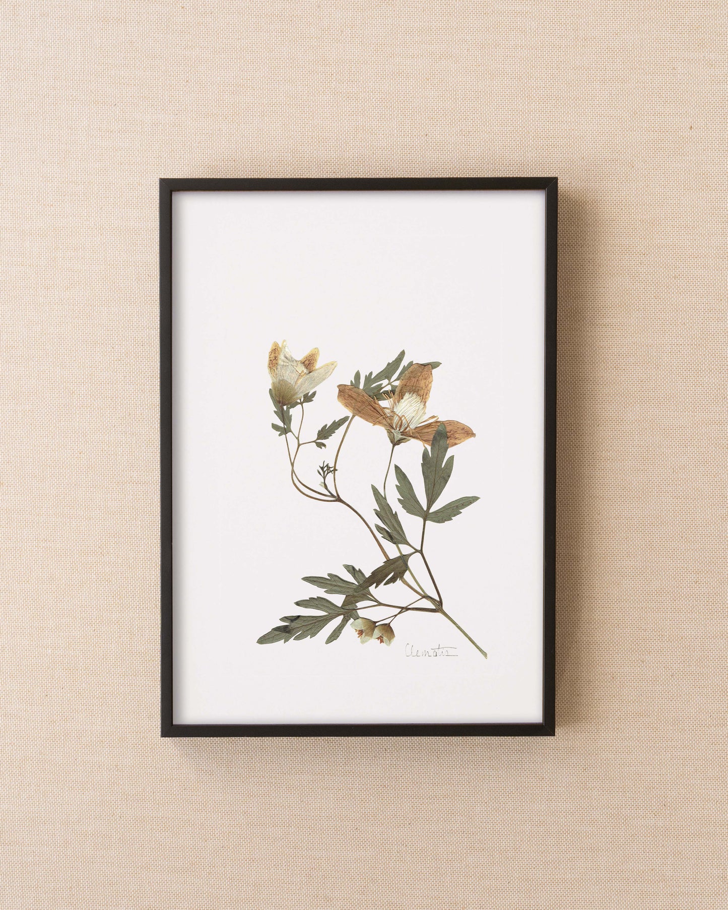Clematis
