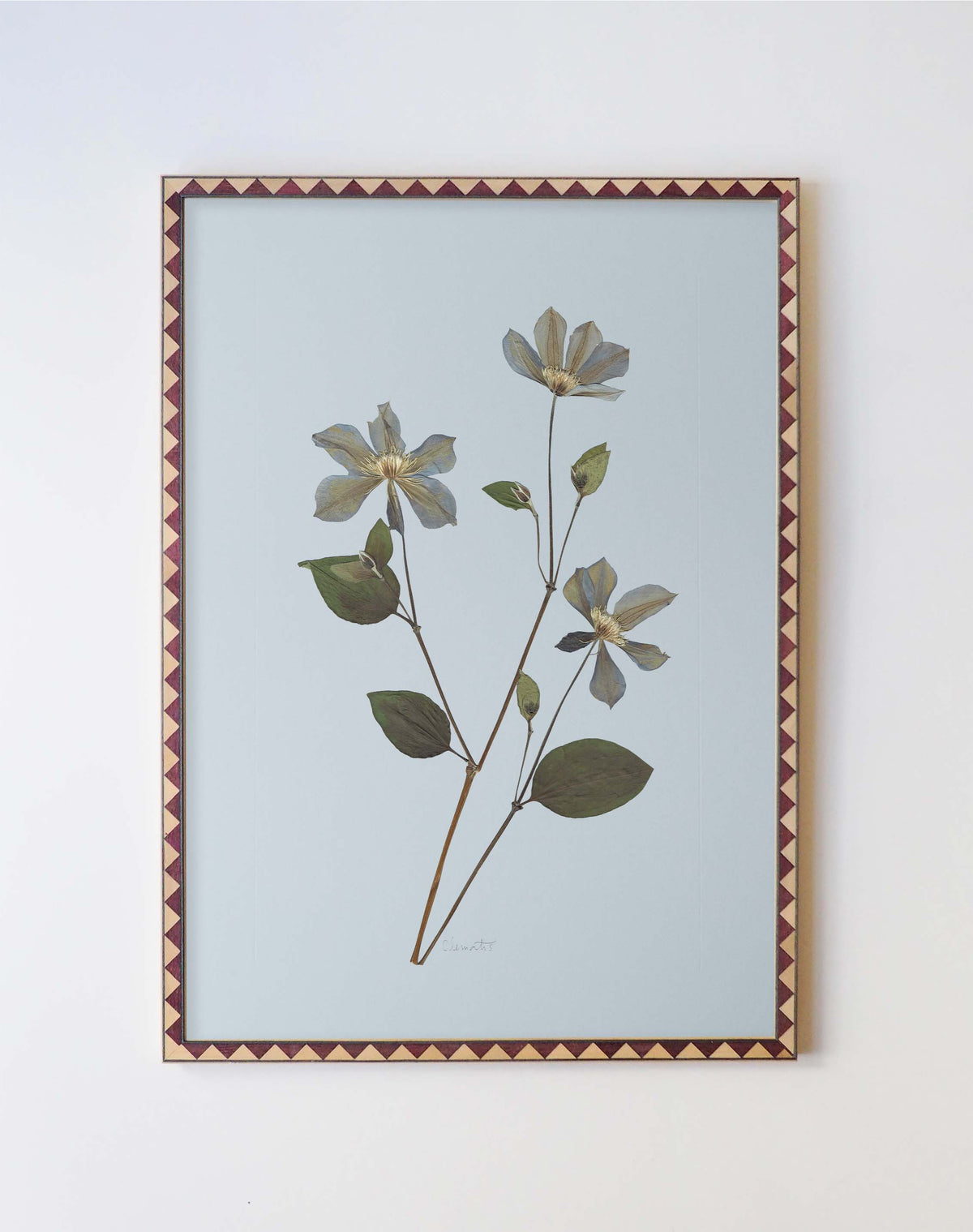 Clematis