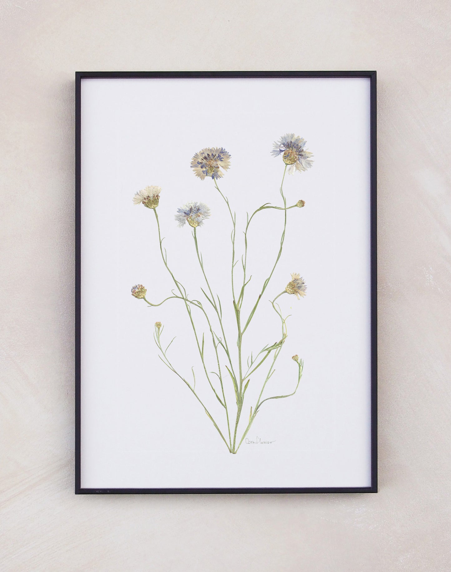 Cornflower