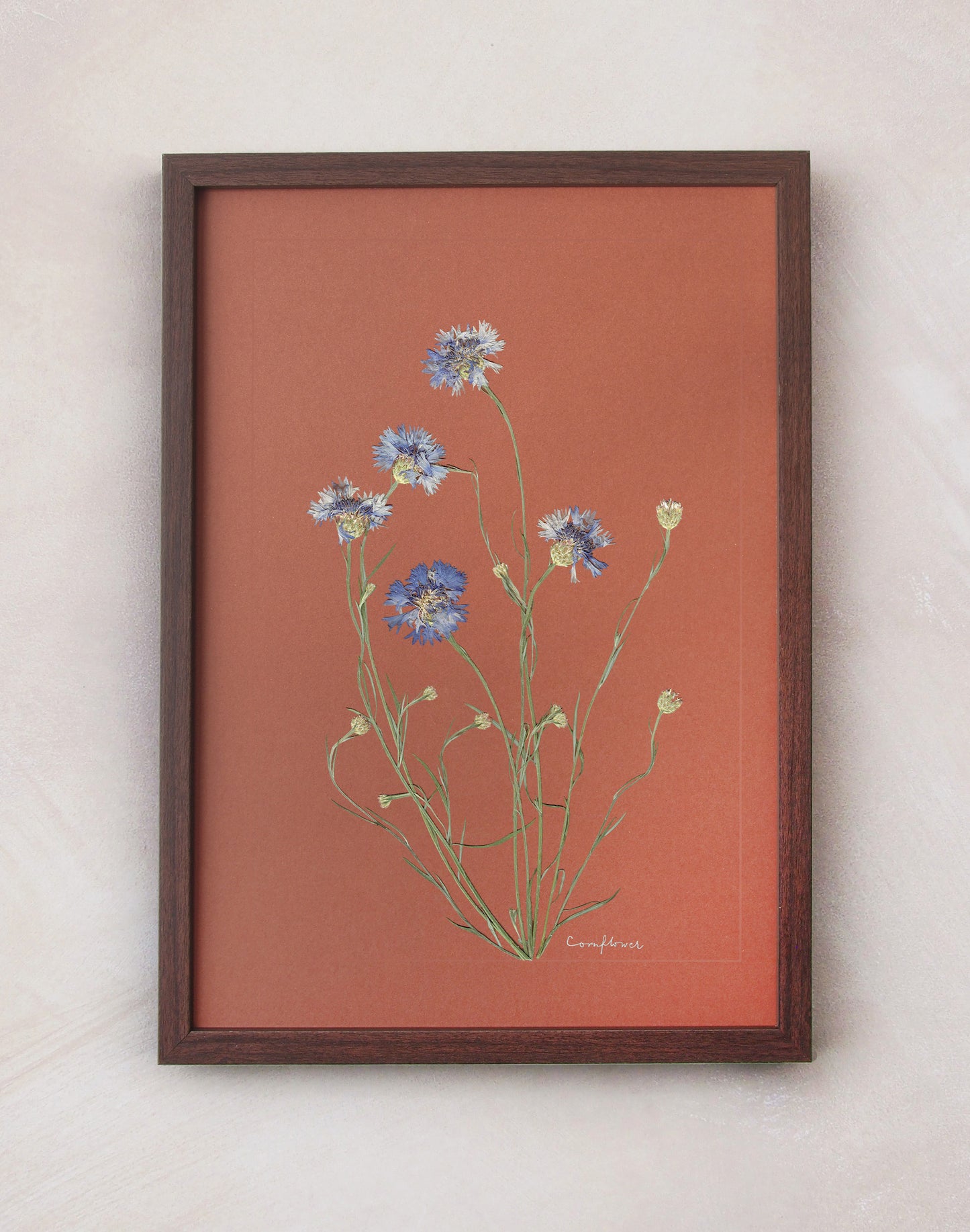 Cornflower