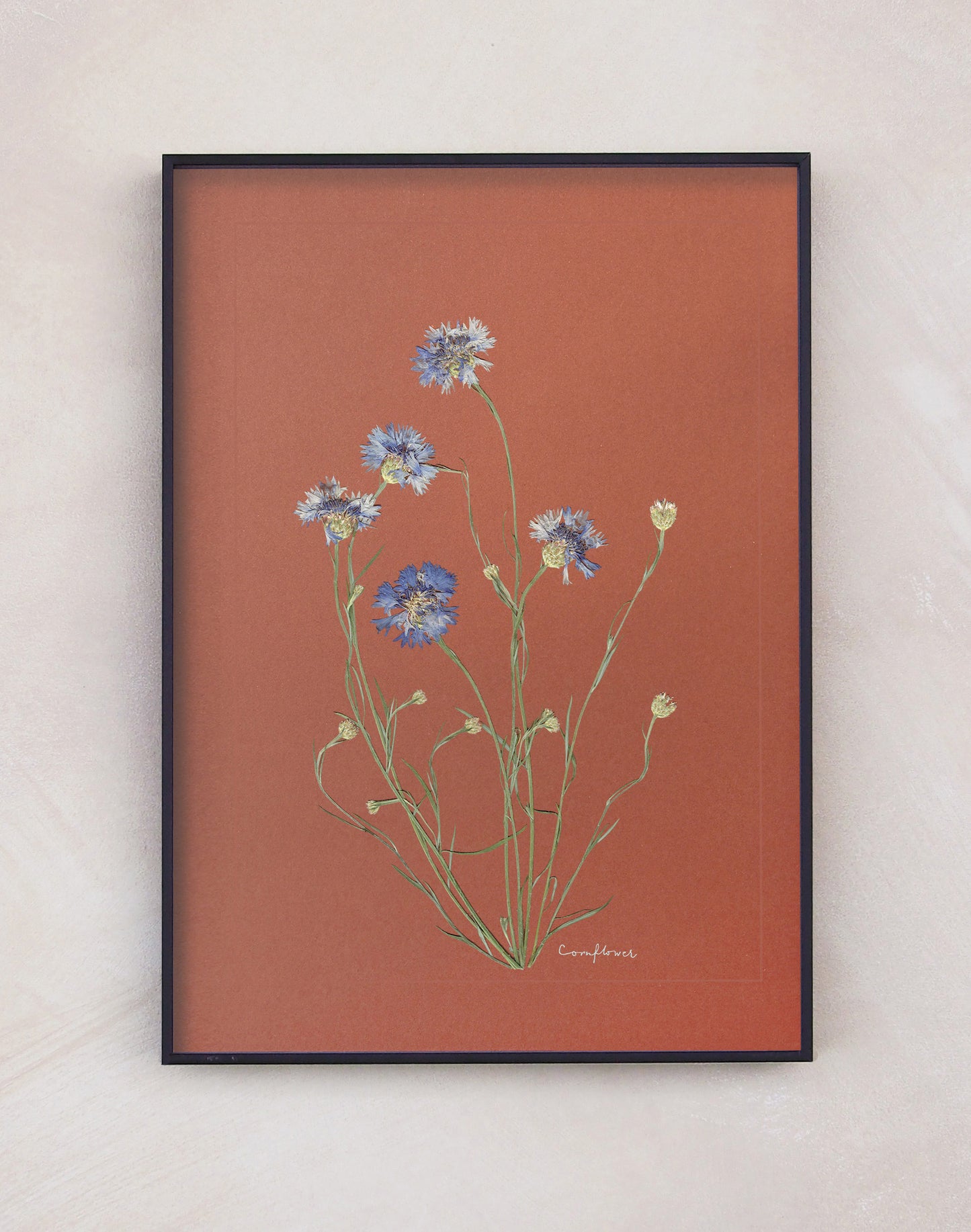 Cornflower