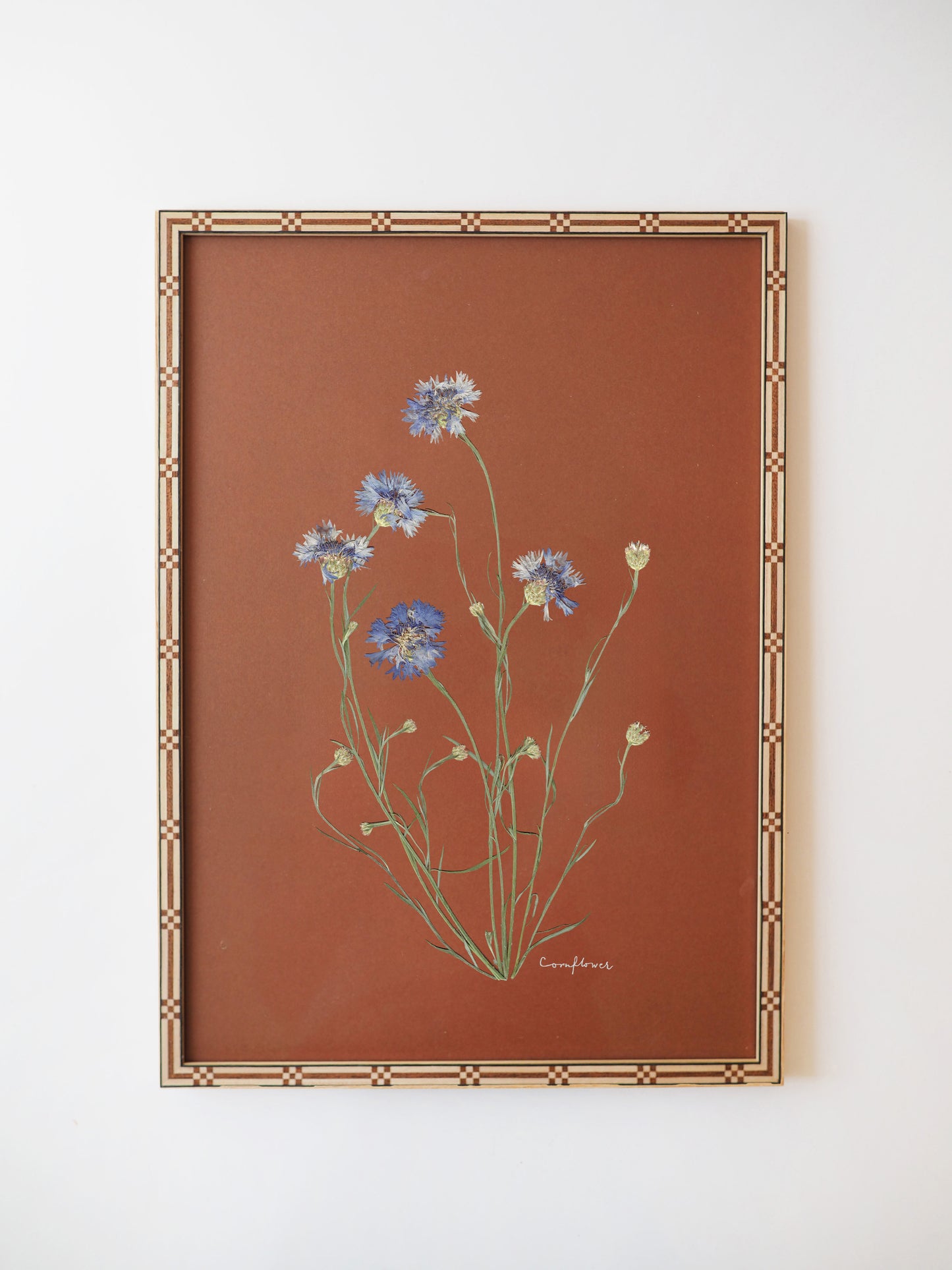 Cornflower