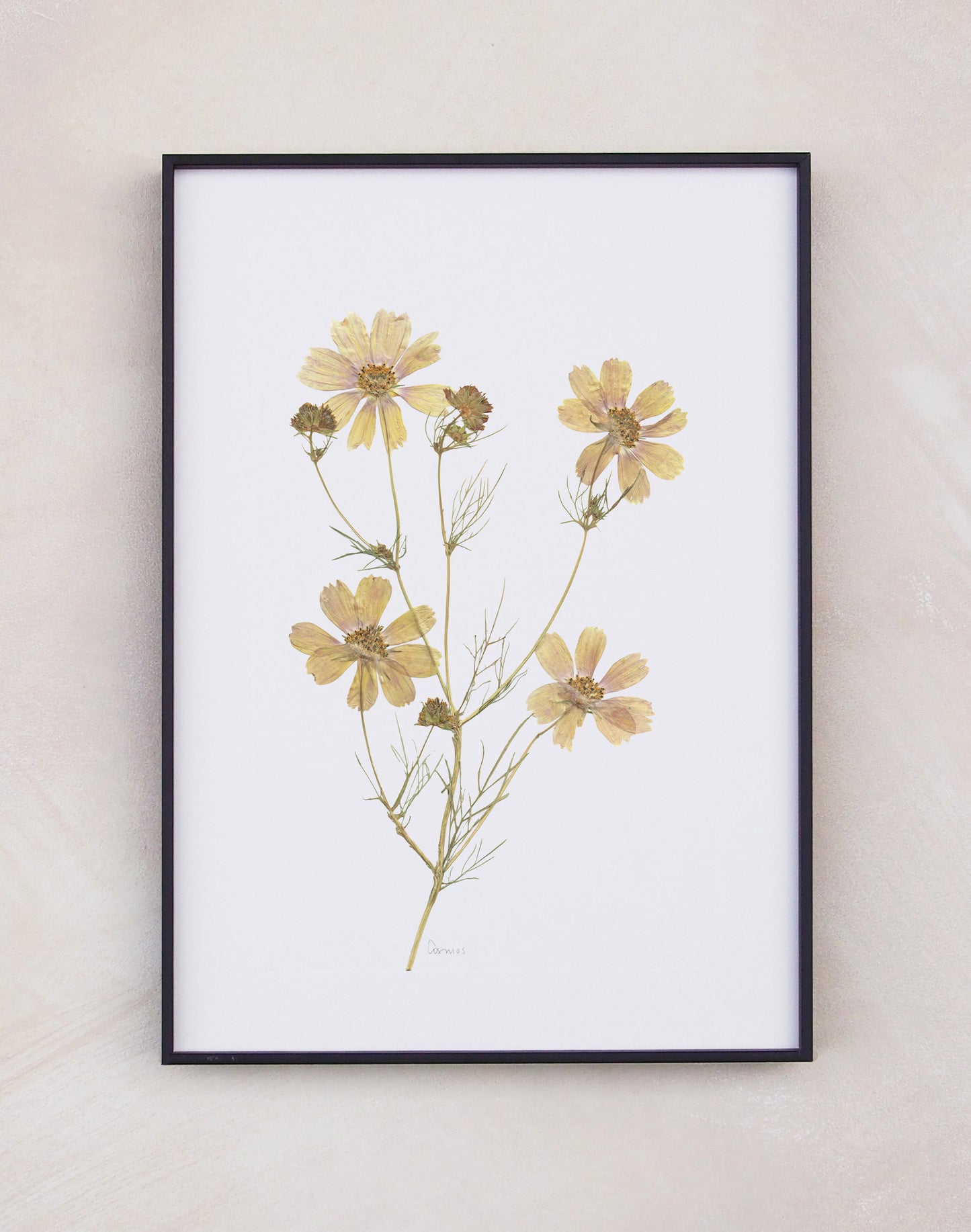 Cosmos